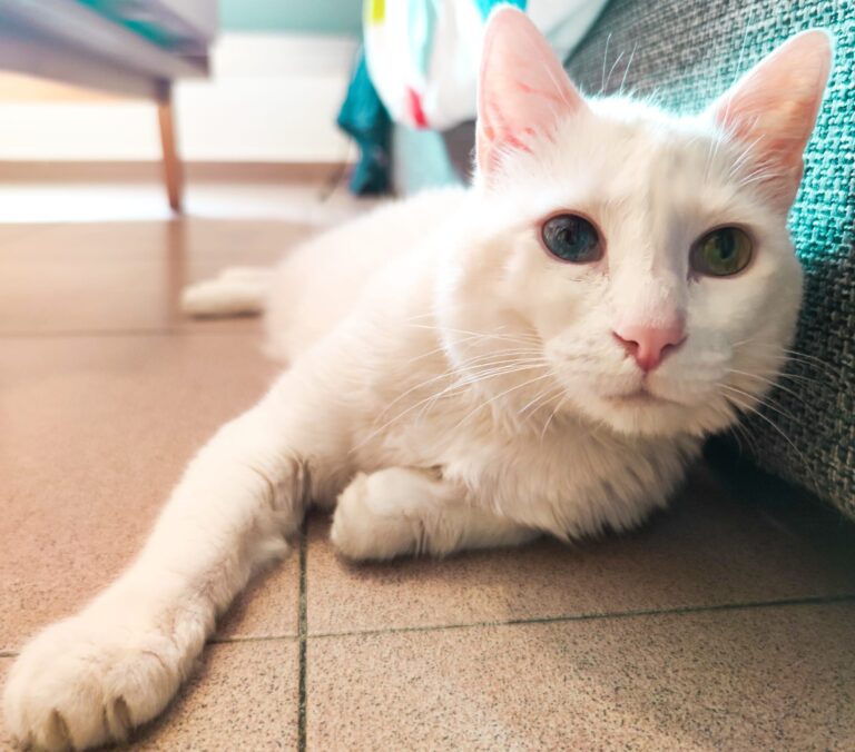 canguros de gatos en madrid