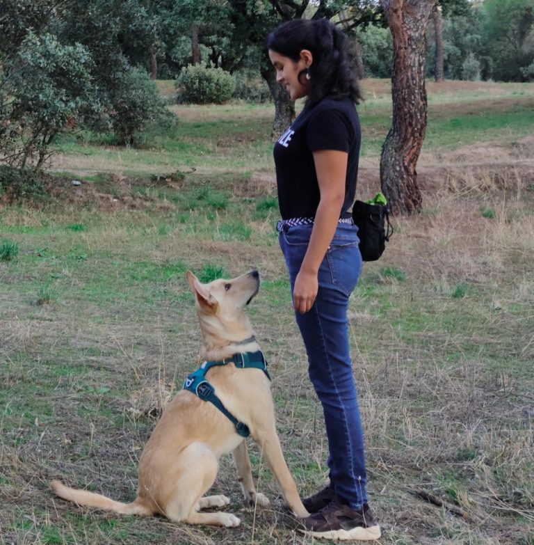 terapia de comportamiento para perros en madrid