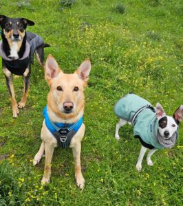 Perros participando en un grupo de socialización canina y terapia guiada en el césped de la Casa de Campo de Madrid.