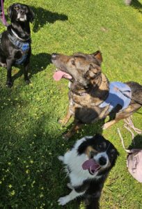 Sesión presencial de educación canina grupal y paseos estructurados para perros en Madrid con Crea Vínculo Canino.
