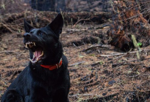 perro agresivo (2)